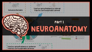 Overview Dasar Sistem Neurologi  1 NEUROANATOMY [upl. by Birgit]