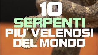 TOP 10  Serpenti più velenosi del MONDO [upl. by Anez]