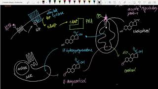 Bio 265 Cortisol [upl. by Eeladnerb]