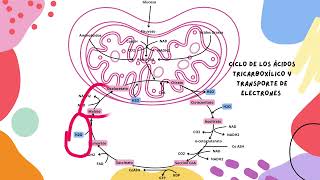 Metabolismos de los nutrientes carbohidratos Regina Gutierrez [upl. by Nnyrat]