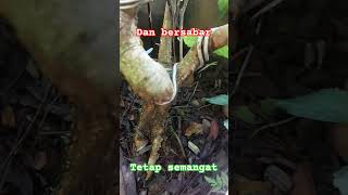 How to make bonsai from seed [upl. by Clymer606]