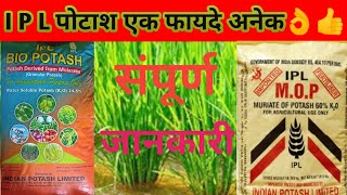 Potash fertilizer।।ipl potash fertilizer price।।difference between molasses potash and mop।ipl [upl. by Laicram]