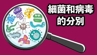 細菌和病毒有什麼分別？ The Difference between Bacteria and Viruses [upl. by Burnley230]