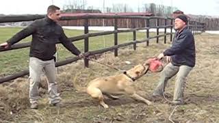 test presa canario presacanario dogocanario aggressivity protection [upl. by Gurango840]