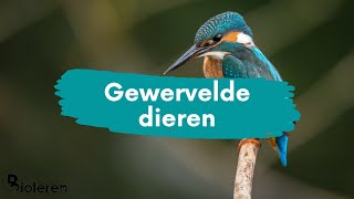 Bioleren  Gewervelde dieren  NIEUW [upl. by Eetsud]