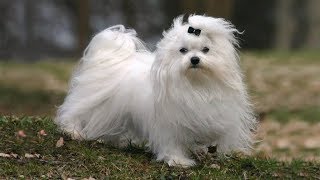 Bichon Maltais tout savoir sur cette race de chien Maltese dog VF [upl. by Hajile968]