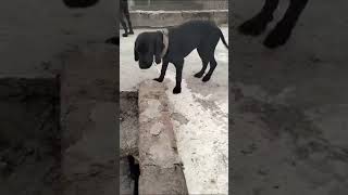 pointer puppy subscribe viralshort youtubeshorts [upl. by Minerva]