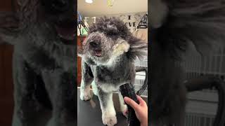 Hazel Sheepadoodle grooming [upl. by Zarger]