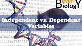 Independent vs Dependent Variables [upl. by Palermo]