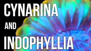 Cynarina and Indophyllia Coral Care Tips [upl. by Refiffej]