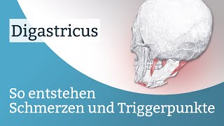 Digastricus Schmerzen Triggerpunkte und deren Aktivierung [upl. by Kaden995]