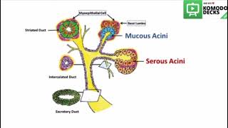 Salivary glands histology practical drawing [upl. by Aicitan61]