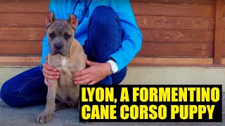 Meet Lyon a FORMENTINO CANE CORSO puppy [upl. by Maurilia305]