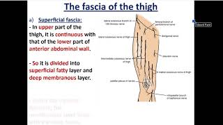 Front of Thigh part 1  Fascia of Thigh  Dr Ahmed Farid [upl. by Groos]