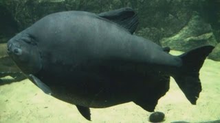 HD 33 FEET PACU YOUTUBE RECORD  100cm Schwarzer Pacu  Allwetterzoo Münster 430 [upl. by Macy294]