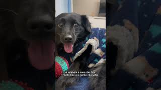 Fases de um AUdolescente  🐾🤣♥️ shortvideo pets viralvideo [upl. by Tega]