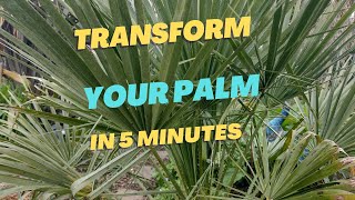 How to TRANSFORM the look of a Chamaerops humilis [upl. by Yhtir]