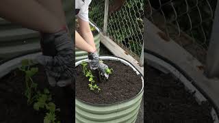 Planting celery seedlings in the hope that they will grow into delicious vegetables vegega [upl. by Titus]