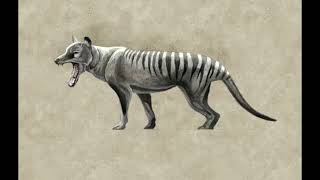 New Support for Some Extinct Tasmanian Tiger Sightings [upl. by Darline768]