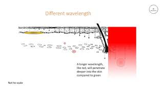 Light Penetration and Absorption [upl. by Adnauqahs]