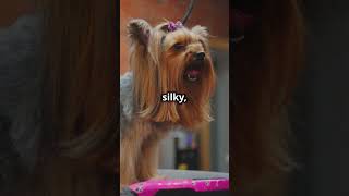 The Yorkshire Terrier A History of Tiny Titans [upl. by Nason952]