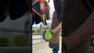 How Horse Hooves Are Kept Healthy In Domesticated Horses 📸 forfarriersbyfarriers [upl. by Bohi]