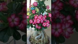 Summer Flowering Plants Name With Priceshorts lovinggarden gardeningvideosviralvideo trending [upl. by Orran]