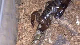 Scorpion Feeding Video 7 [upl. by Joub264]