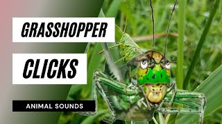 The Animal Sounds Grasshopper Clicks  Sound Effect  Animation [upl. by Dich313]