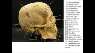 Bone Flash Cards  Anatomy and Physiology [upl. by Amabel993]