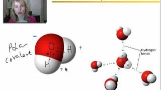 Properties of Water Acids and Bases  Part 1 [upl. by Galang744]