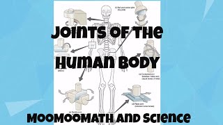 Joints in Human Body [upl. by Templeton]