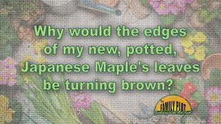 Why are the edges of the leaves on my Japanese maple turning brown [upl. by Daphna]