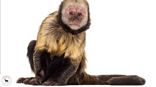 Capuchin Monkey  Among The Most Intelligent Of All Monkey Species [upl. by Thurmann]