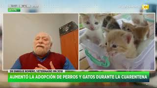 Aumentó la adopción de perros y gatos durante la cuarentena en Hoy Nos Toca a las Diez [upl. by Worden]