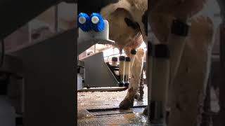 Robotic milking fullwood JOZ merlin M2 [upl. by Eriuqs]