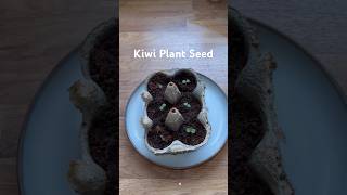 How To Grow Kiwi From Seed  Germinate Kiwi Seeds kiwi seed germinatingseeds shorts [upl. by Sev]