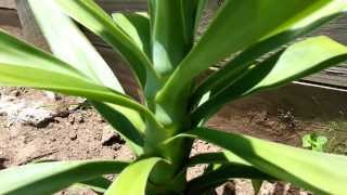 Yucca aloifolia  Spanish bayonet  dagger plant  HD 02 by Laborator TEBA [upl. by Kcub325]