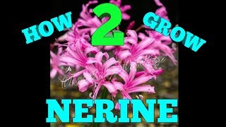 HOW TO GROW NERINE IN POTS [upl. by Ithsav]