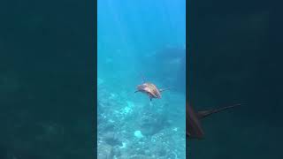 Turtle at Waimea Bay Beach Hawaii fish travel hawaii snorkeling turtle oahu [upl. by Rehpotsirhc]