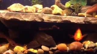 100 gallon cichlid tank [upl. by Mettah906]