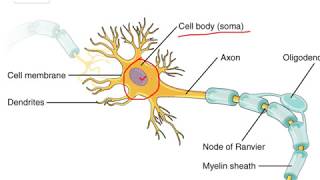 Neuron Synapse amp Neuromuscular Junction  Class X [upl. by Anippesuig]