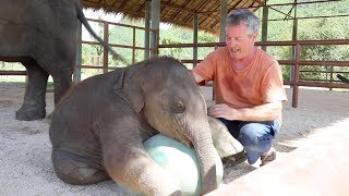 Playing Ball with Baby Elephant [upl. by Adrial324]