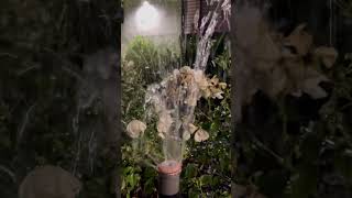 ￼ garden sprinkler sound asmr shorts [upl. by Glaab637]