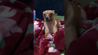 Electra pinscher electra pets foryou LiveOutlandish [upl. by Oruasi]