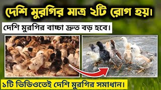 দেশি মুরগির বাচ্চা পালন পদ্ধতি।বাচ্চা দ্রুত বড় হবে।সারা বছর সুস্থ থাকবে। deshi morgir bacca palon [upl. by Hazelton]