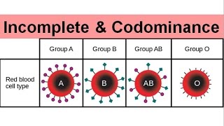 Incomplete amp Codominance old version [upl. by Eihs415]