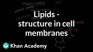 Lipids  Structure in cell membranes  Chemical processes  MCAT  Khan Academy [upl. by Droc]