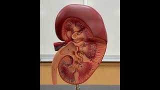 Kidney Anatomy [upl. by Jeb]