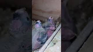 Cockatiel bird babies 🐣 cockatiel baby birds cockatielbird cockatielbirdsound ytshorts cute [upl. by Amaris762]